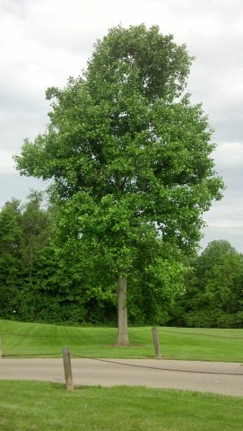 Liriodendron tulipifera LiriodendronTulipiferiaFairfieldHarbinPark1.jpg