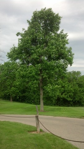 Liriodendron tulipifera LiriodendronTulipiferiaFairfieldHarbinPark3.jpg