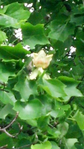 Liriodendron tulipifera LiriodendronTulipiferiaFlowerFairfieldHarbinPark..jpg