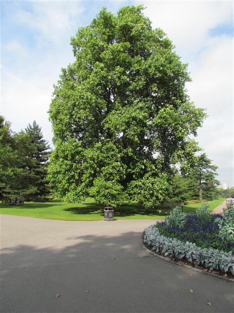 Liriodendron tulipifera LiriodendronTulipiferiaFull5Kew.JPG