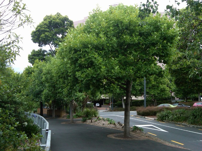 Liriodendron tulipifera Liriodendron_tulipiferia_Tulip_Poplar_New_Zealand.jpg