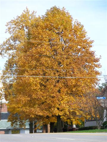 Picture of Liriodendron tulipifera  Tulip Poplar or Tuliptree