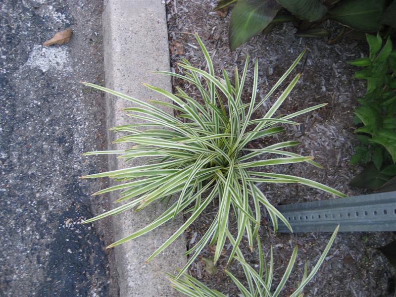 Liriope muscari Liriope_spicata_plant.JPG