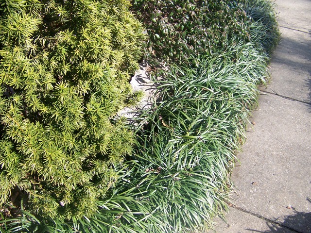 Picture of Liriope spicata  Creeping Lily-turf