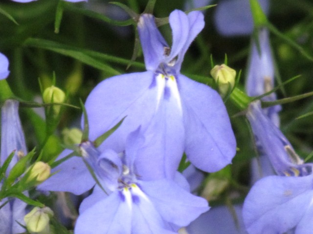 Lobelia erinus LobeliaErinusCloseFlowerCUBG.JPG