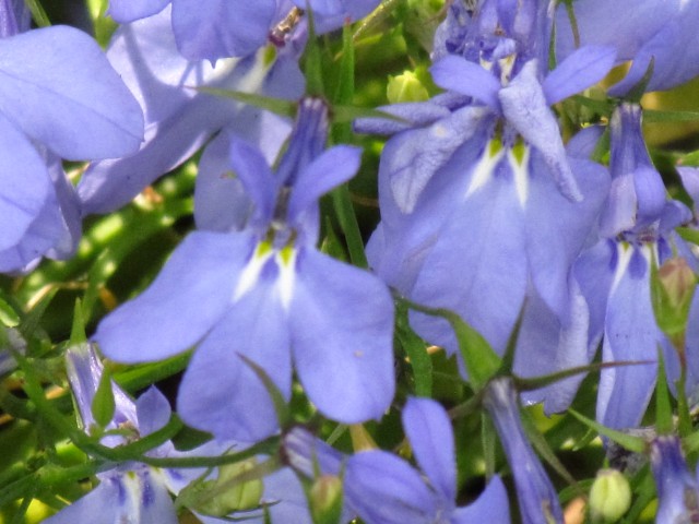 Lobelia erinus LobeliaErinusCloseFlowersCUBG.JPG