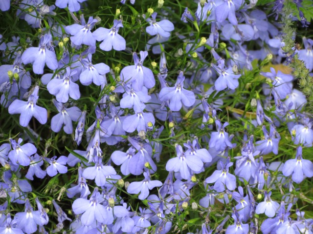 Lobelia erinus LobeliaErinusFlowerGroupCUBG.JPG