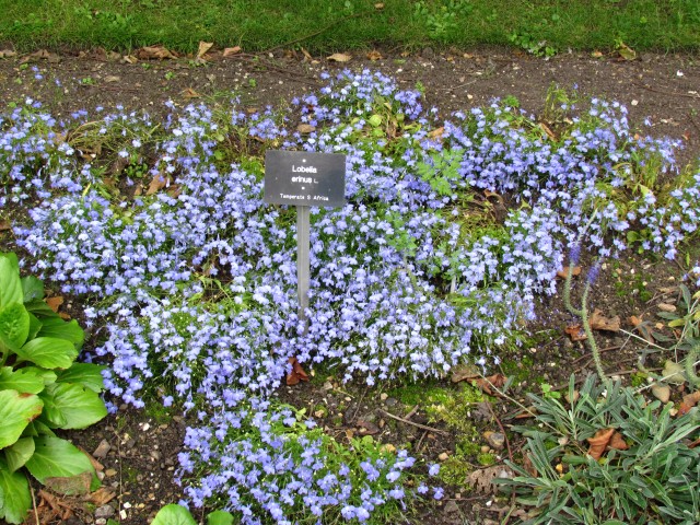 Lobelia erinus LobeliaErinusFullCUBG.JPG