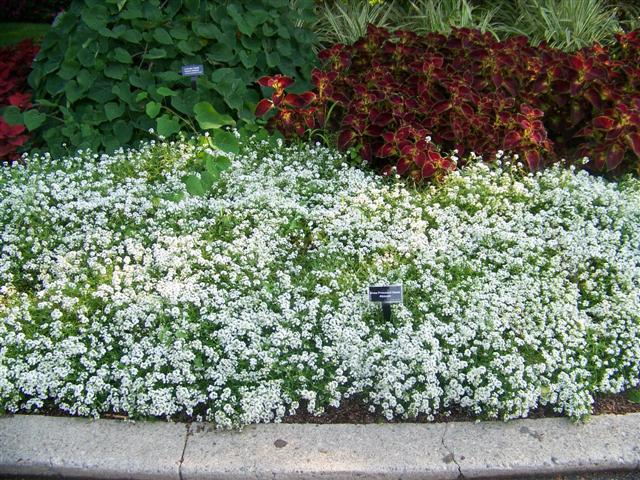 Picture of Lobularia  Blushing Princess 