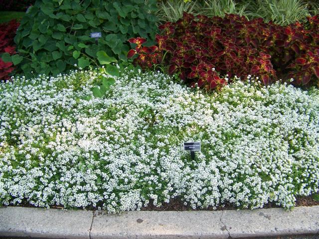 Picture of Lobularia  Blushing Princess