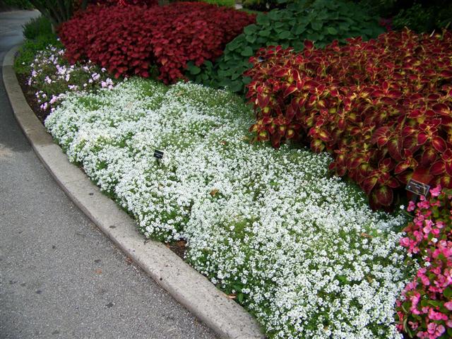 Picture of Lobularia  Blushing Princess