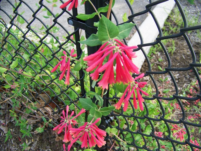 Picture of Lonicera sempervirens 'Major Wheeler' Major Wheeler Honeysuckle Vine