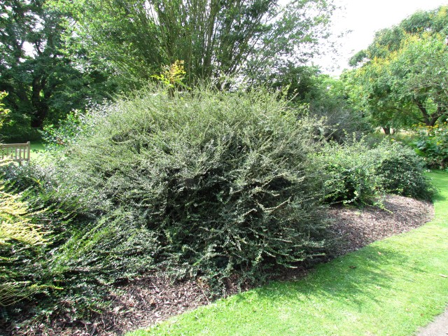 Lonicera nitida LoniceraNitidaFertilisCUBGFull2.JPG