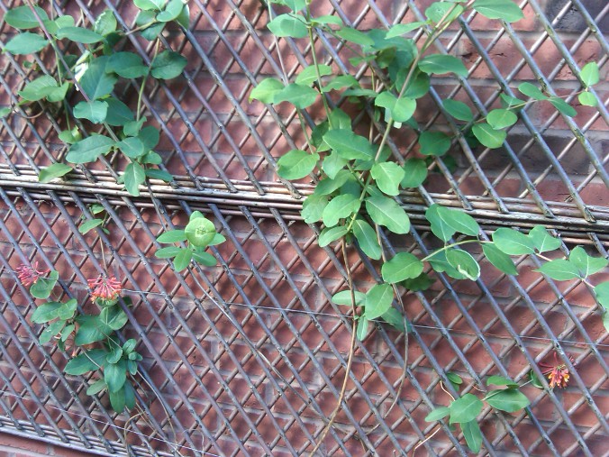 Lonicera sempervirens LoniceraOldBakeryUKTrellis.jpg