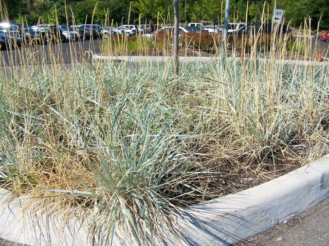 Picture of Elymus arenarius 'Blue Dune' Blue Lyme Grass