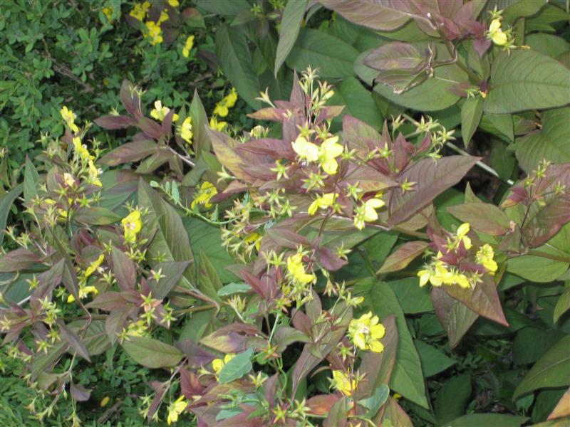 Lysimachia punctata Lysimachia_punctata_cultivar_with_purple_tinted_leaves.JPG