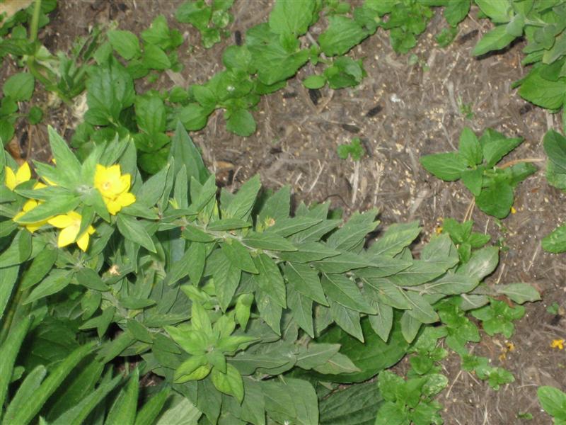 Lysimachia punctata Lysimachia_punctata_flowers_and_leaves.JPG