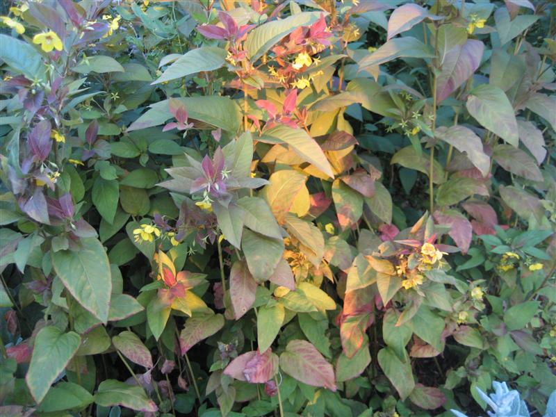 Lysimachia punctata Lysimachia_punctata_more_purple_leaves.JPG