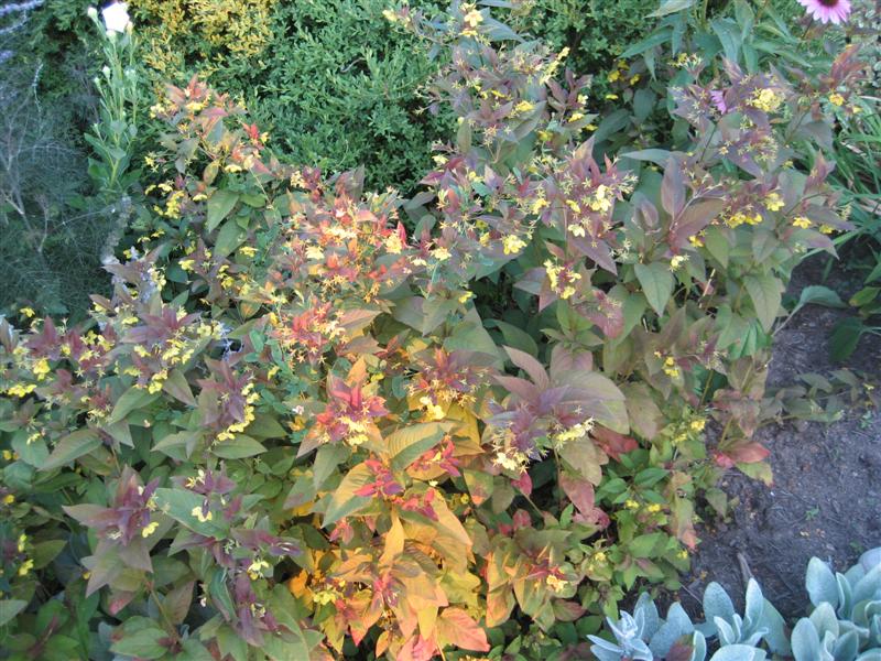 Lysimachia punctata Lysimachia_punctata_purple_leaves__plant.JPG