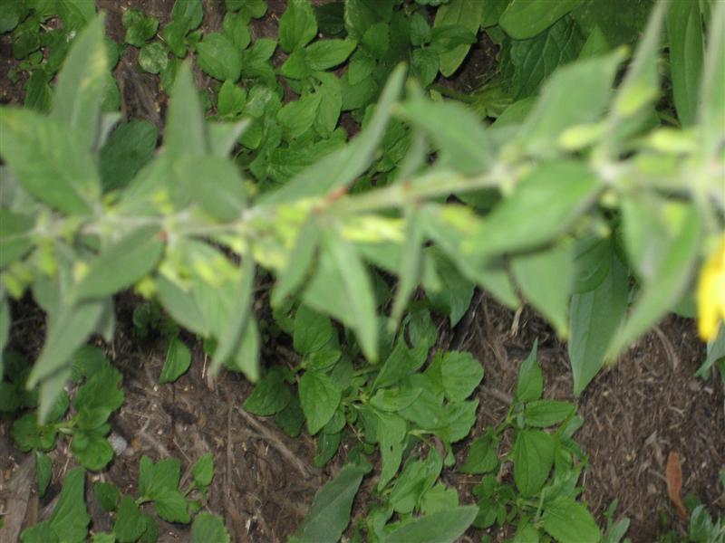 Lysimachia punctata Lysimachia_punctata_worled_pattern.JPG