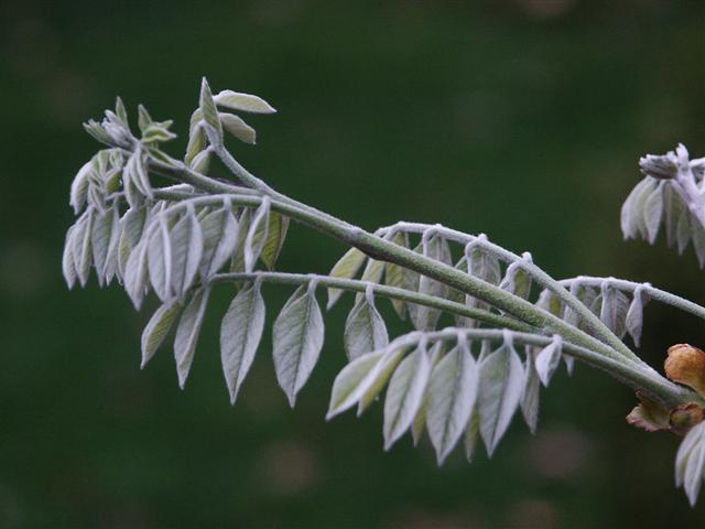 Picture of Maackia amurensis  Amur Maackia