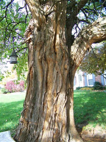 Picture of Maclura pomifera  Osage Orange