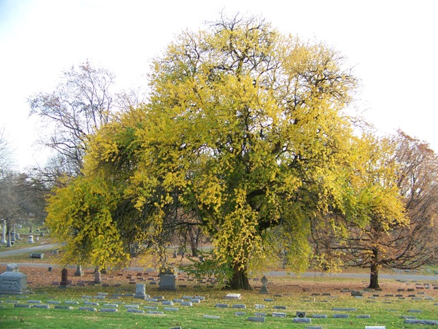 Picture of Maclura pomifera  Osage Orange