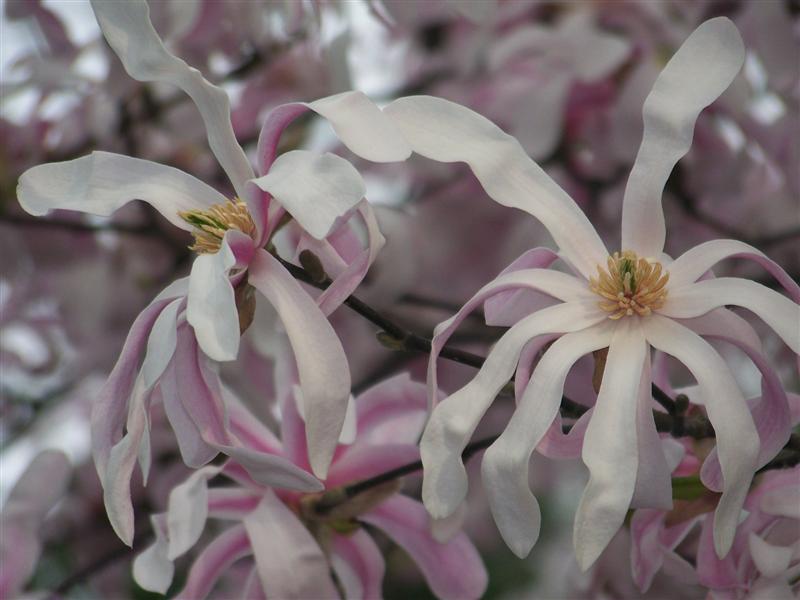 Picture of Magnolia x loebneri 'Leonard Messel' Leonard Messel Magnolia