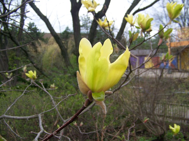 Picture of Magnolia x 'Sunburst' Sunburst Magnolia