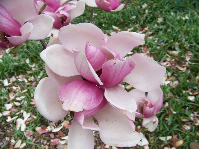 Picture of Magnolia liliiflora 'Nigra' Purple Lily Magnolia