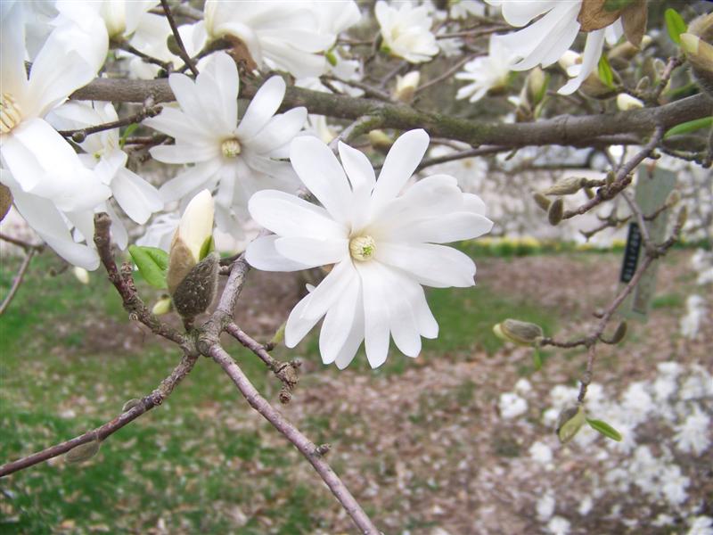 Picture of Magnolia stellata 'Royal Star' Royal Star Magnolia