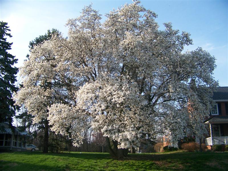 Picture of Magnolia x loebneri  Loebner Magnolia