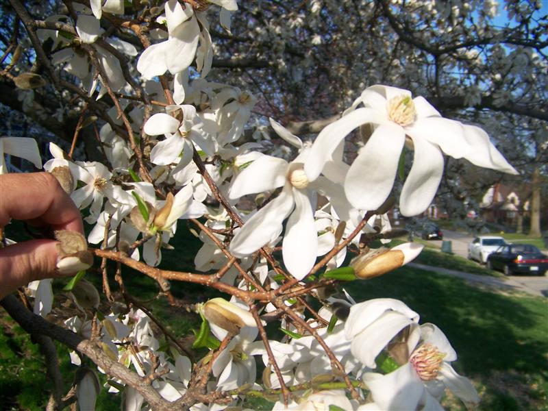 Picture of Magnolia x loebneri  Loebner Magnolia