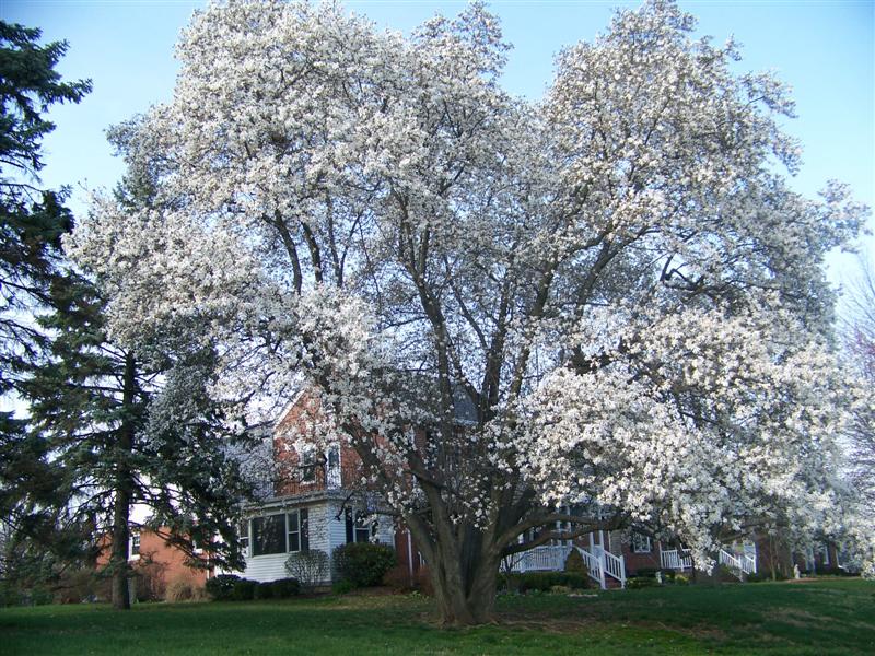 Picture of Magnolia%20x%20loebneri%20%20Loebner%20Magnolia