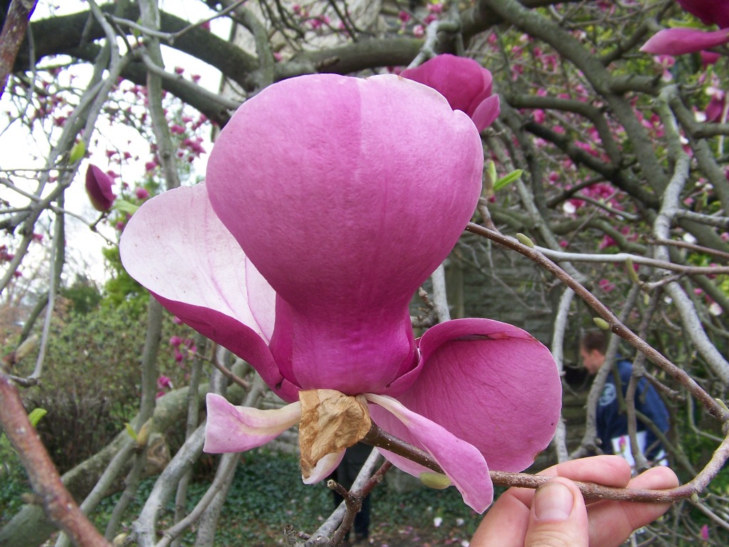 Picture of Magnolia x soulangeana 'Lennei' Lennei Magnolia