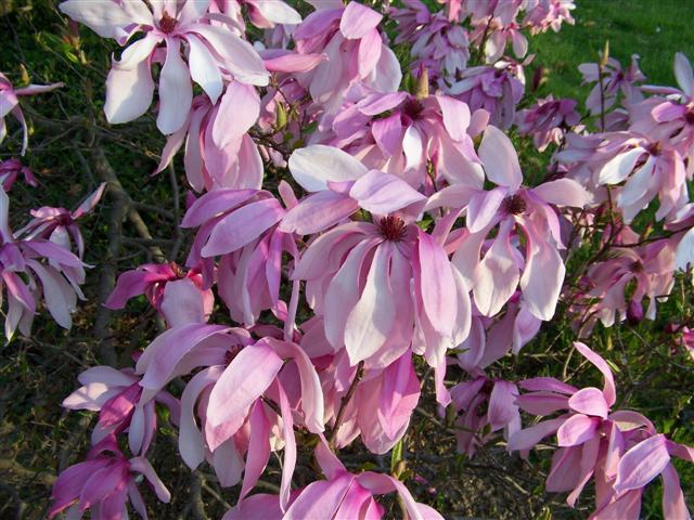 Picture of Magnolia x liliiflora 'Betty' Betty Magnolia