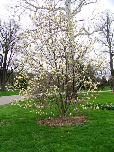 Picture of Magnolia x 'Elizabeth' Elizabeth Magnolia