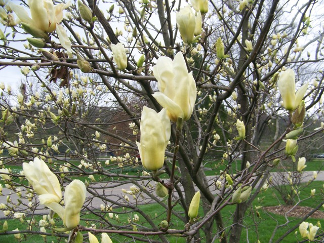 Picture of Magnolia x 'Elizabeth' Elizabeth Magnolia