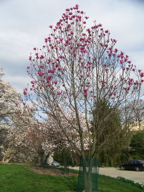 Magnolia x 'Galaxy' Magnolia.Galaxy.Mt.Airy.JPG