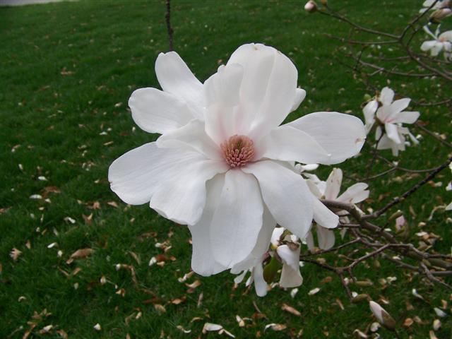 Picture of Magnolia x loebneri 'Merrill' Merrill Magnolia