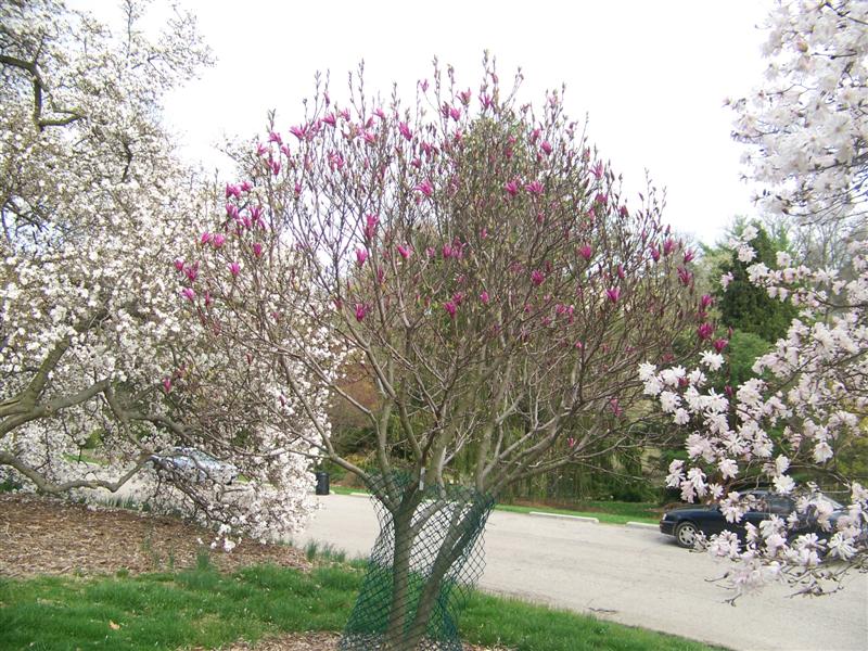 Picture of Magnolia x liliiflora 'Susan' Susan Magnolia