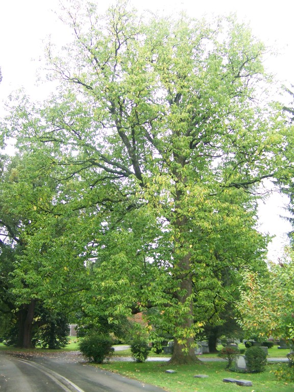 Picture of Magnolia acuminata  Cucumbertree Magnolia