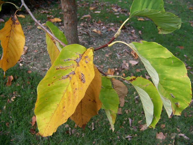 Picture of Magnolia acuminata  Cucumbertree Magnolia
