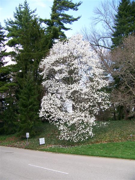 Picture of Magnolia salicifolia  Anise Magnolia