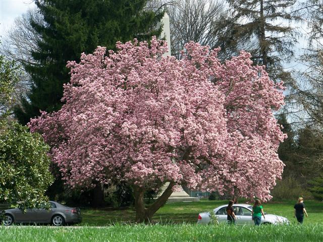 Picture of Magnolia x soulangeana  Saucer Magnolia