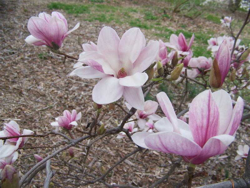 Picture of Magnolia x soulangeana  Saucer Magnolia