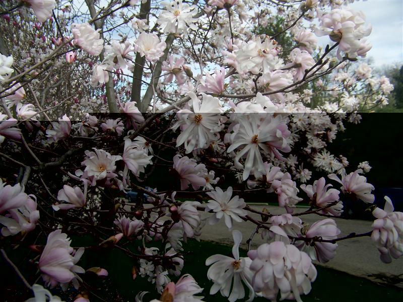 Picture of Magnolia stellata 'King Rose' King Rose Magnolia