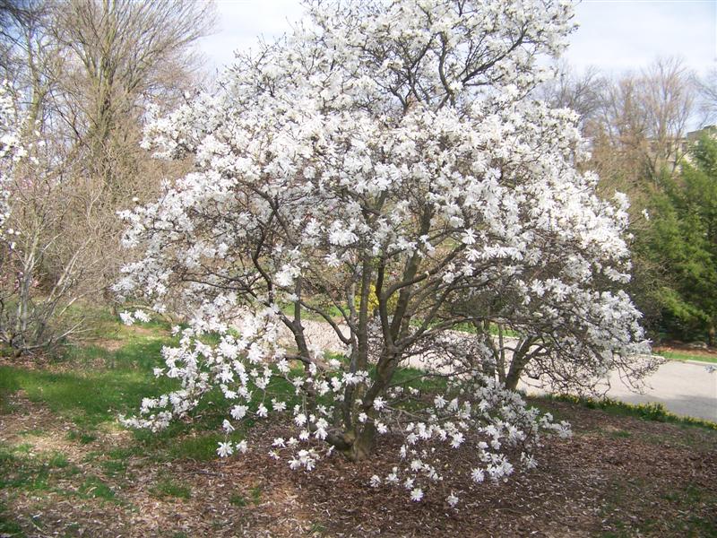 Picture of Magnolia stellata 'Royal Star' Royal Star Magnolia