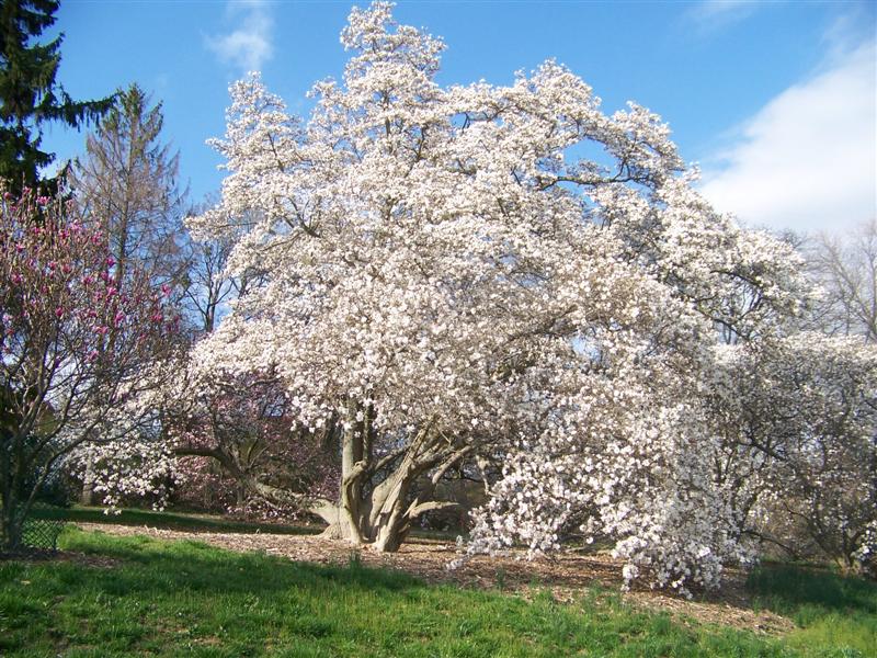 Picture of Magnolia x loebneri  Loebner Magnolia