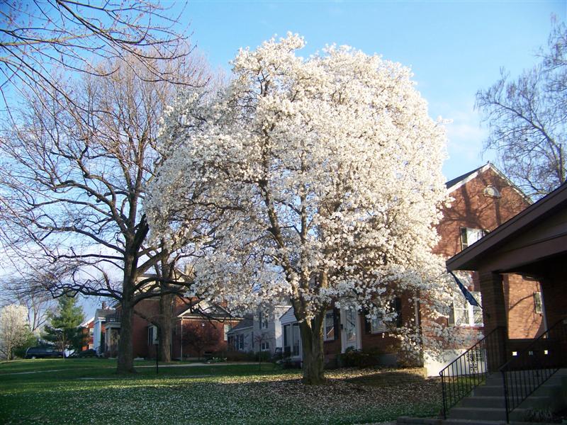 Picture of Magnolia x loebneri 'Merrill' Merrill Magnolia